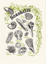 An illustration of seashells, including the razor clam, the pearl oyster, and the pew shell. Black shells and green seaweed.