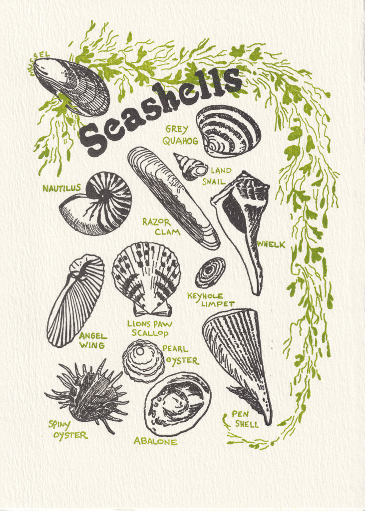 An illustration of seashells, including the razor clam, the pearl oyster, and the pew shell. Black shells and green seaweed.