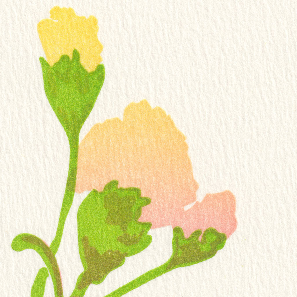 Carnation